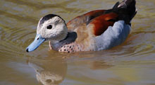Teals - Ringed